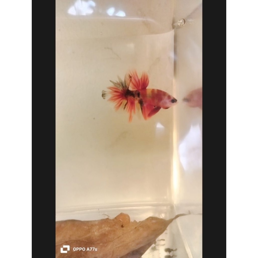 ikan cupang hmpk yellow base male 100% sesuai gambar size s+ real pict