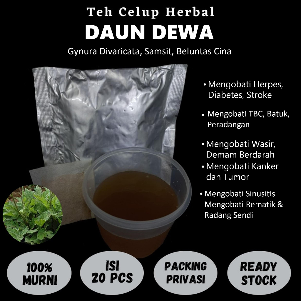 

Teh Celup Herbal DAUN DEWA Samsit Mengobati Rematik Radang Sendi Sinusitis Wasir Demam Berdarah