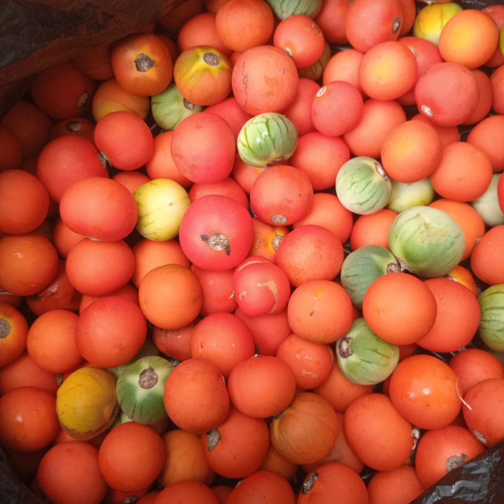 

Terong kori atau terong hutan kuwalitas bagus petik langsung 250 g