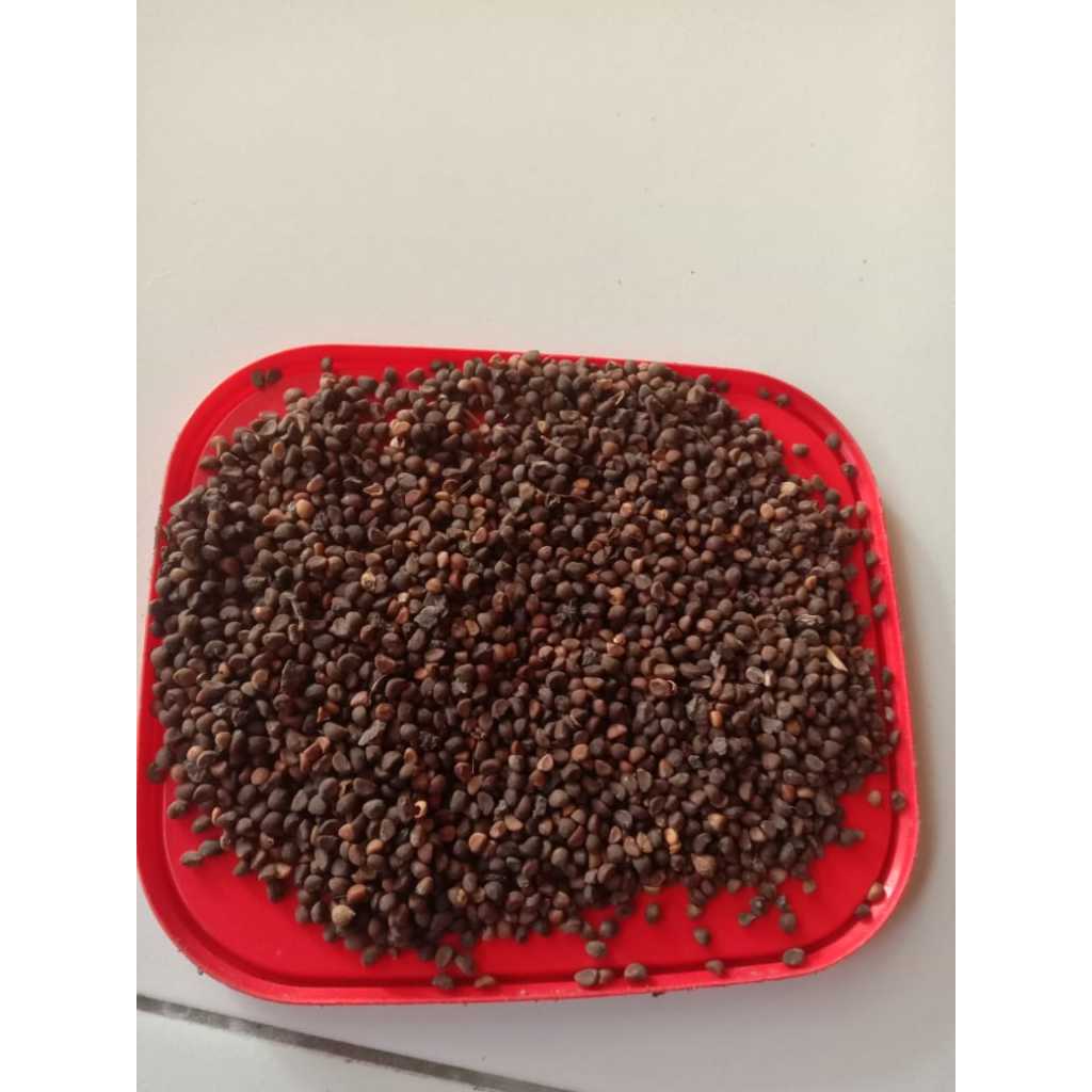 BIJI KANGKUNG {BIBIT KANGKUNG SUPER PETANI LAMONGAN}