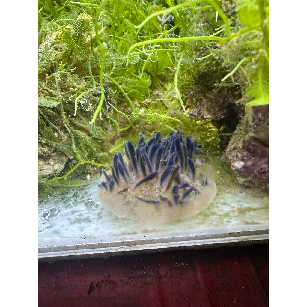 ubur ubur hidup upside down jellyfish ubur ubur terbalik