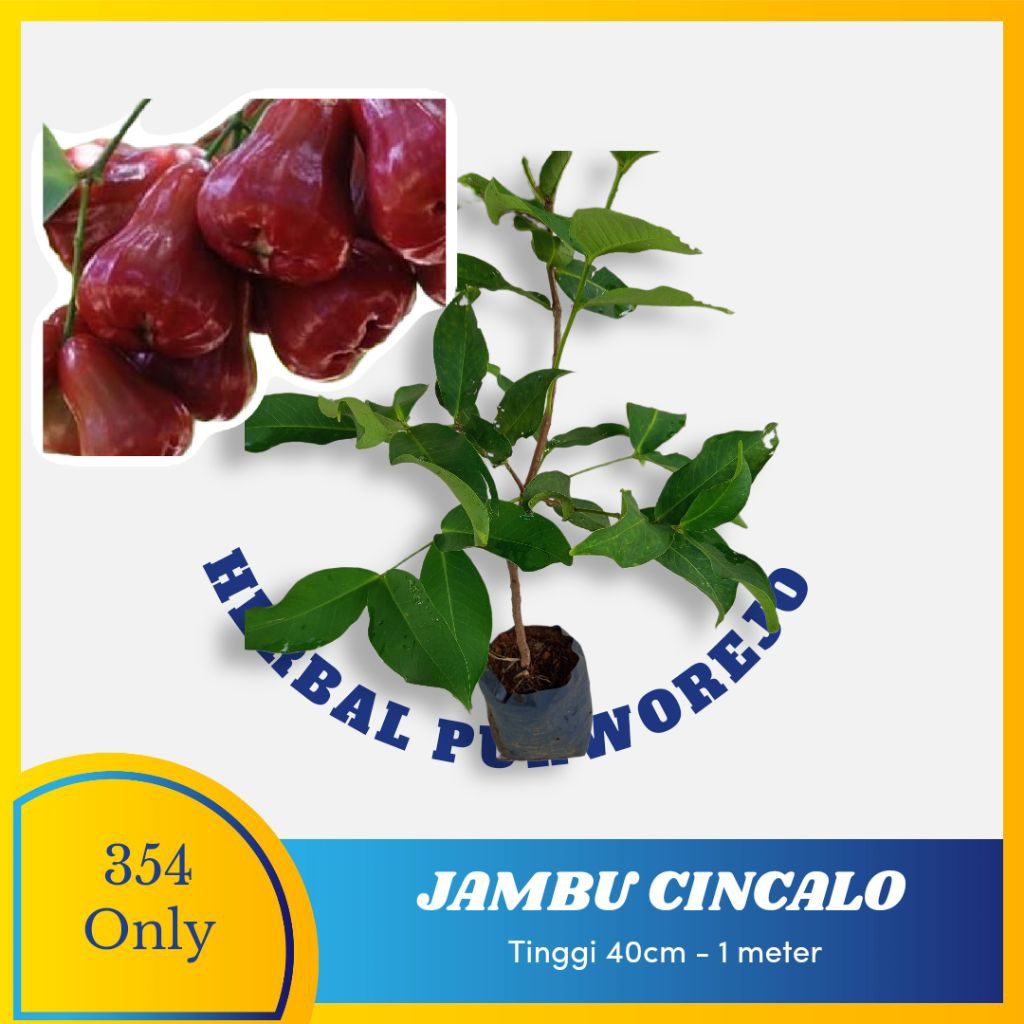 Bibit jambu air cincalo okulasi unggul - jambu cincalo merah cepat berbuah - bibit jambu air