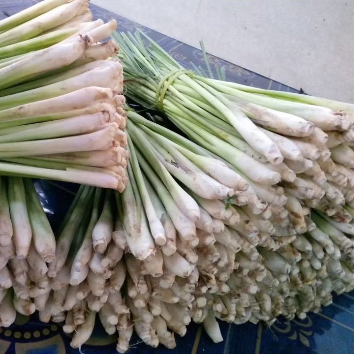 

Serai Wangi pelengkap Bumbu masak juga bisa untuk herbal
