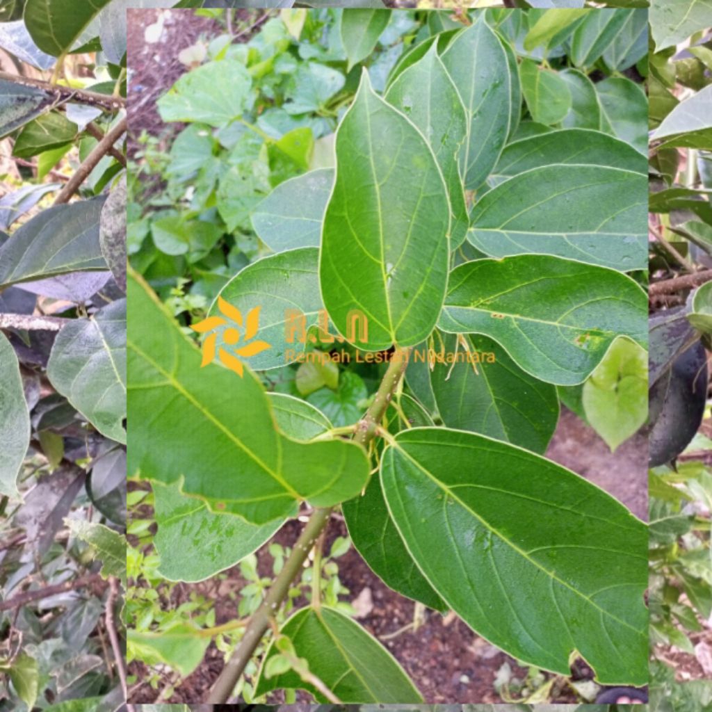 

Daun cincau segar | daun cincau segar dan fresh