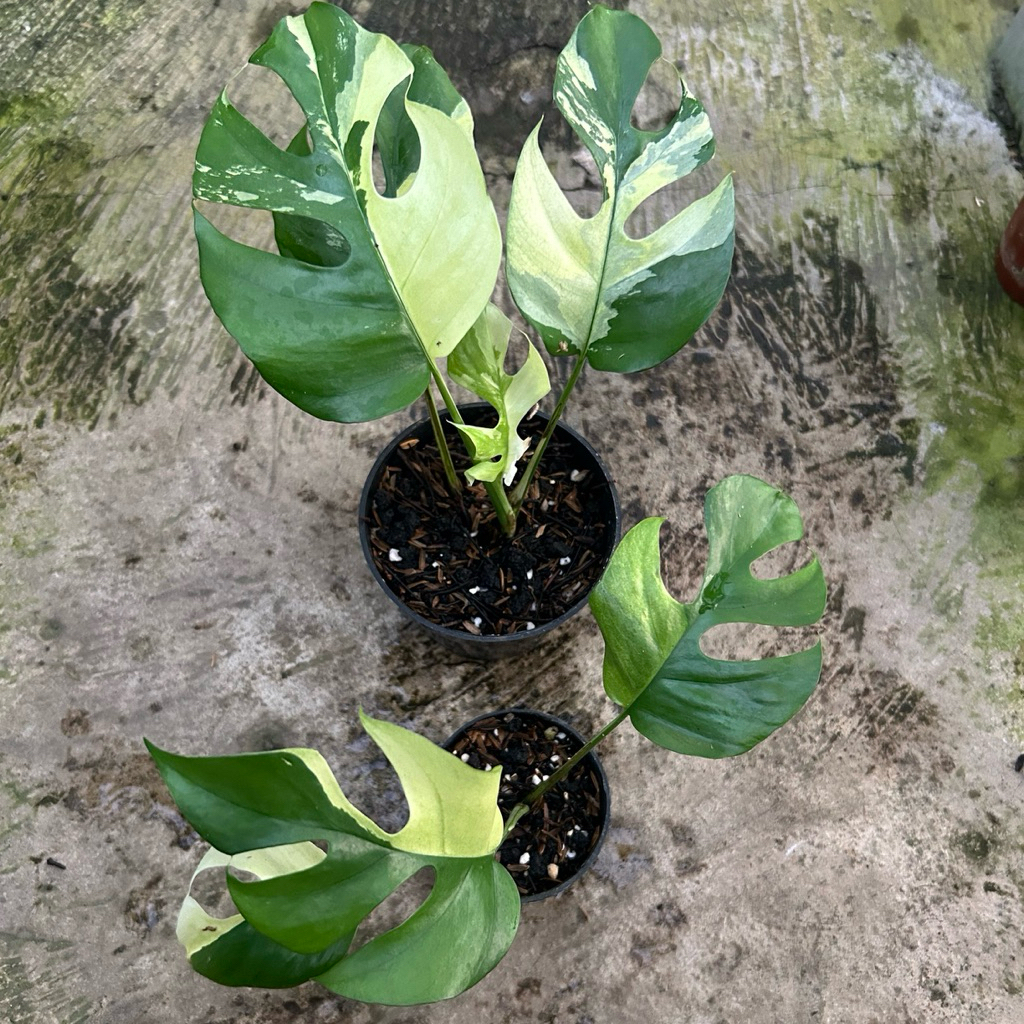 rhaphidophora tetrasperma variegata