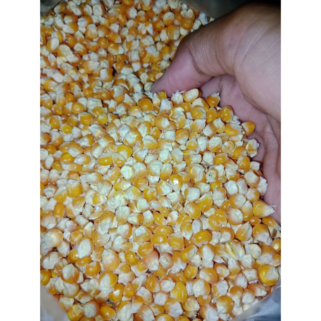 

jagung pakan ayam ternak