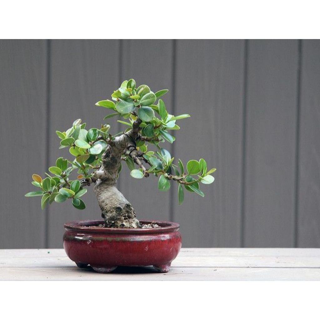 TANAMAN HIAS BRINGIN DOLAR/BAHAN BONSAI BRINGIN DOLAR
