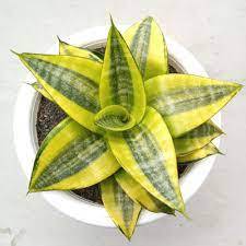 sansivera hahnii philipine