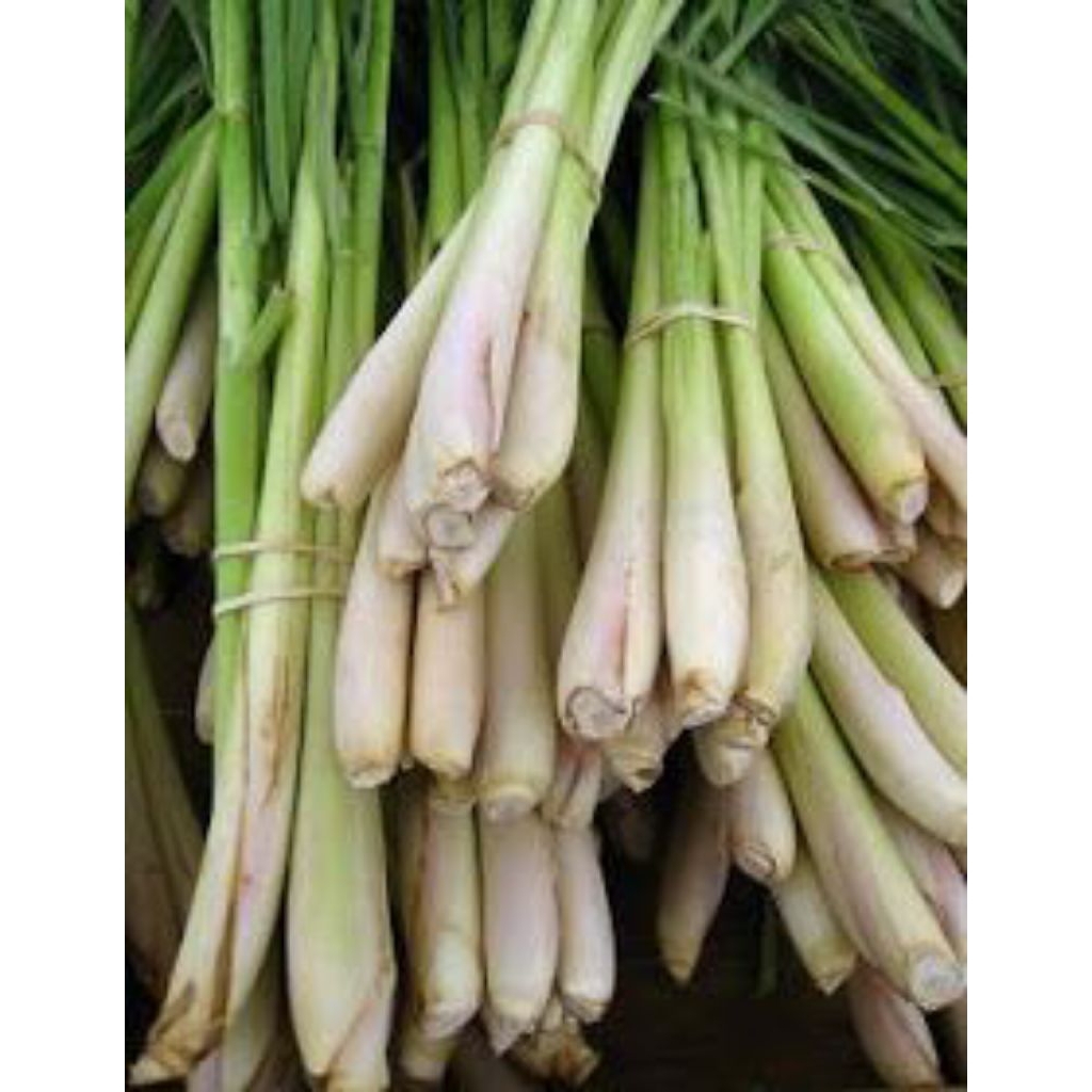 

serai/sereh 500 gram Ter murah