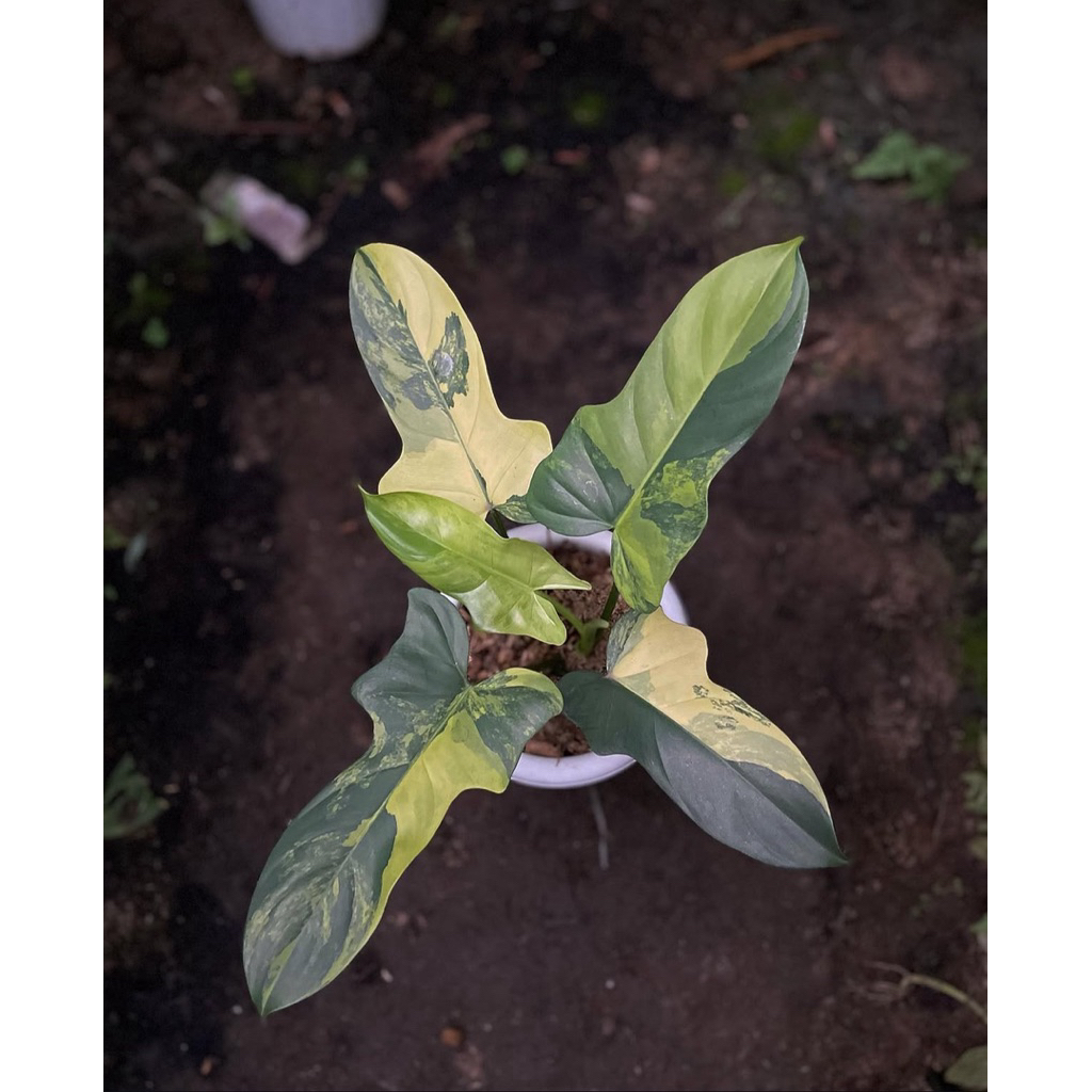 philodendron biffenifolium varigata-violin varigata