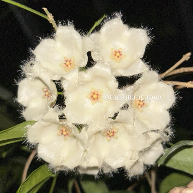 Tanaman Hias Hoya Paradisea Spesies Papua