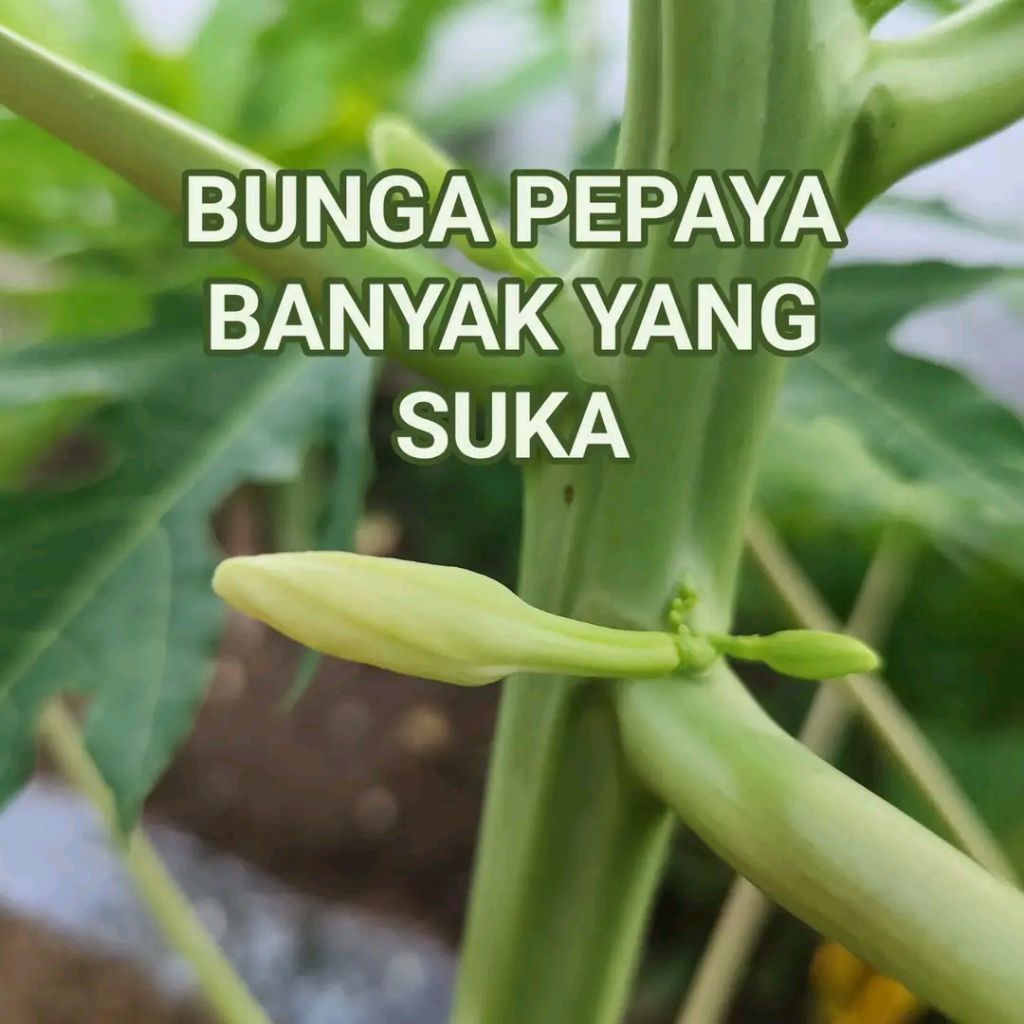 

kembang pepaya kembang gandul 100 gram fres