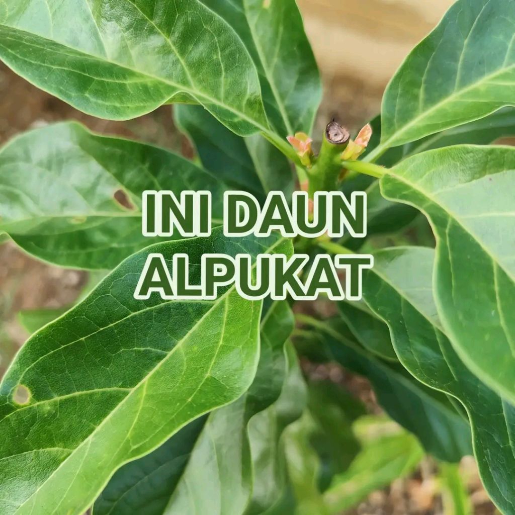 

daun alpukat untuk obat herbal fresh 100 lembar