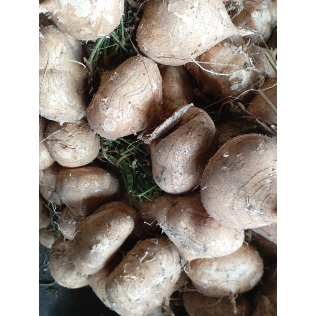 

UMBI BENGKOANG BENGKUANG segar kg