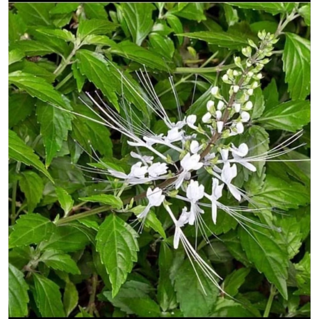 

Daun kumis kucing segar 250g