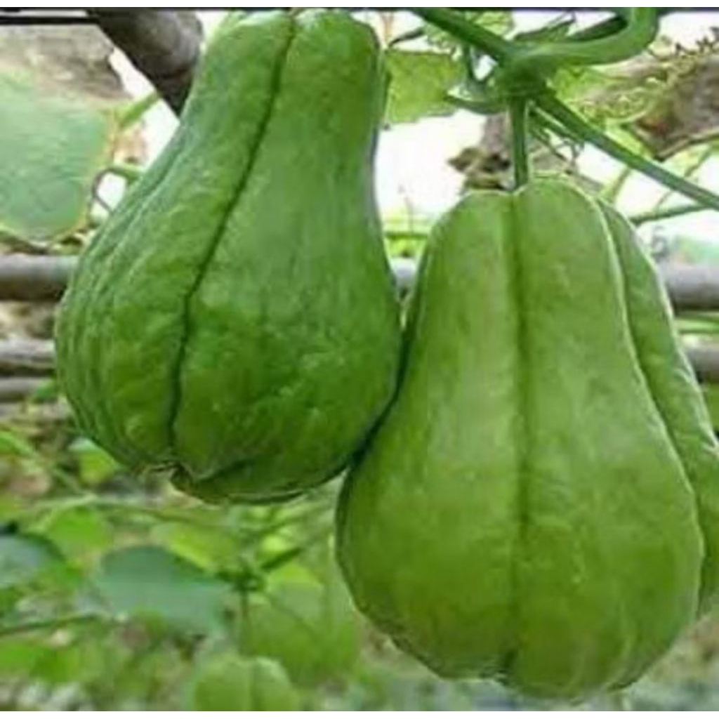 

Buah waluh labu Siem segar 500g,Rp 11000;