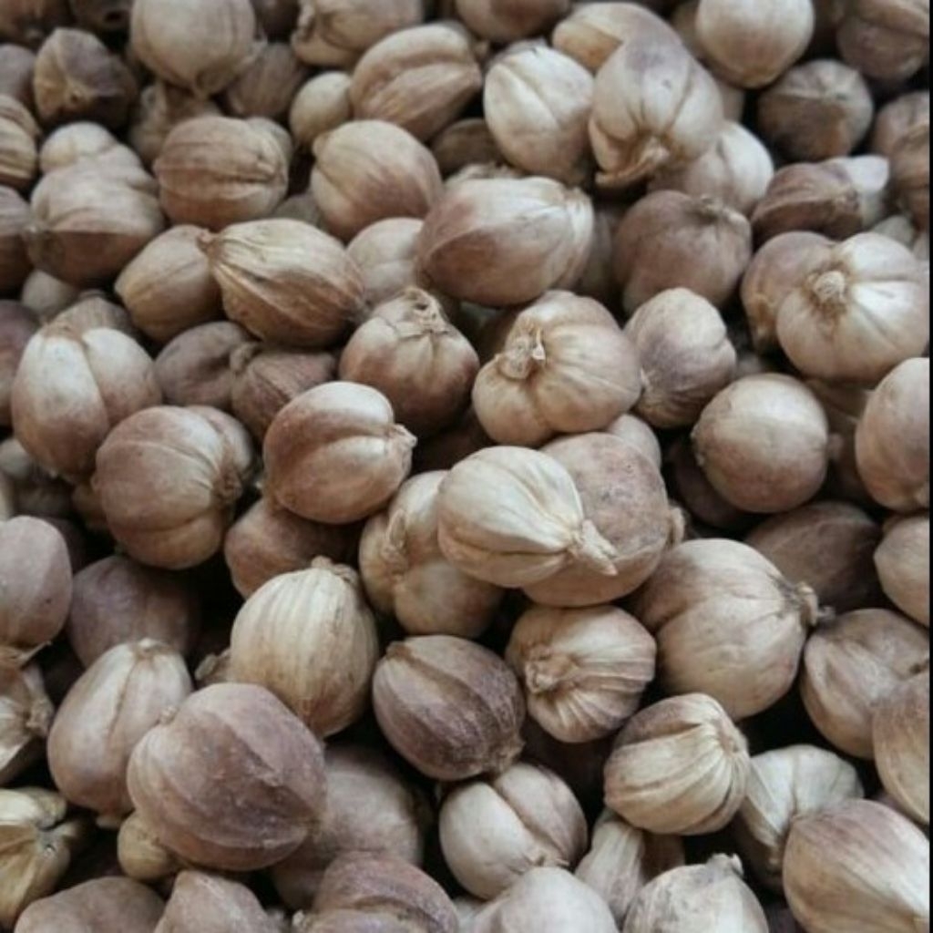 

KAPULAGA/CARDAMOM/BUMBU MASAK/REMPAH