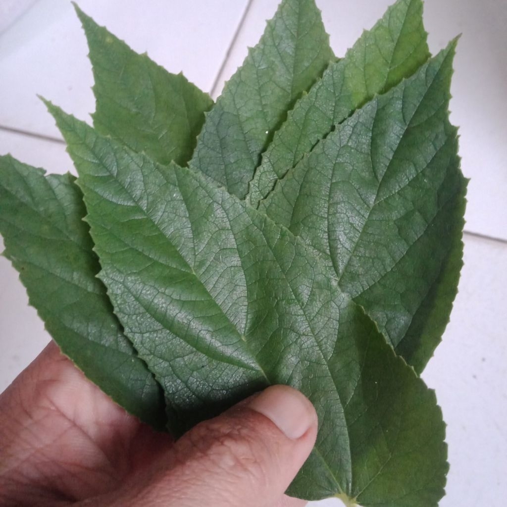 

Daun ceri atau Daun karsen (30 Lembar ) #ceriherbal