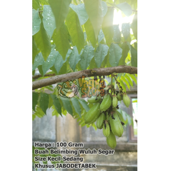 

Belimbing Wuluh Buah 100 gram Belimbi Sayur KhususJabodetabek