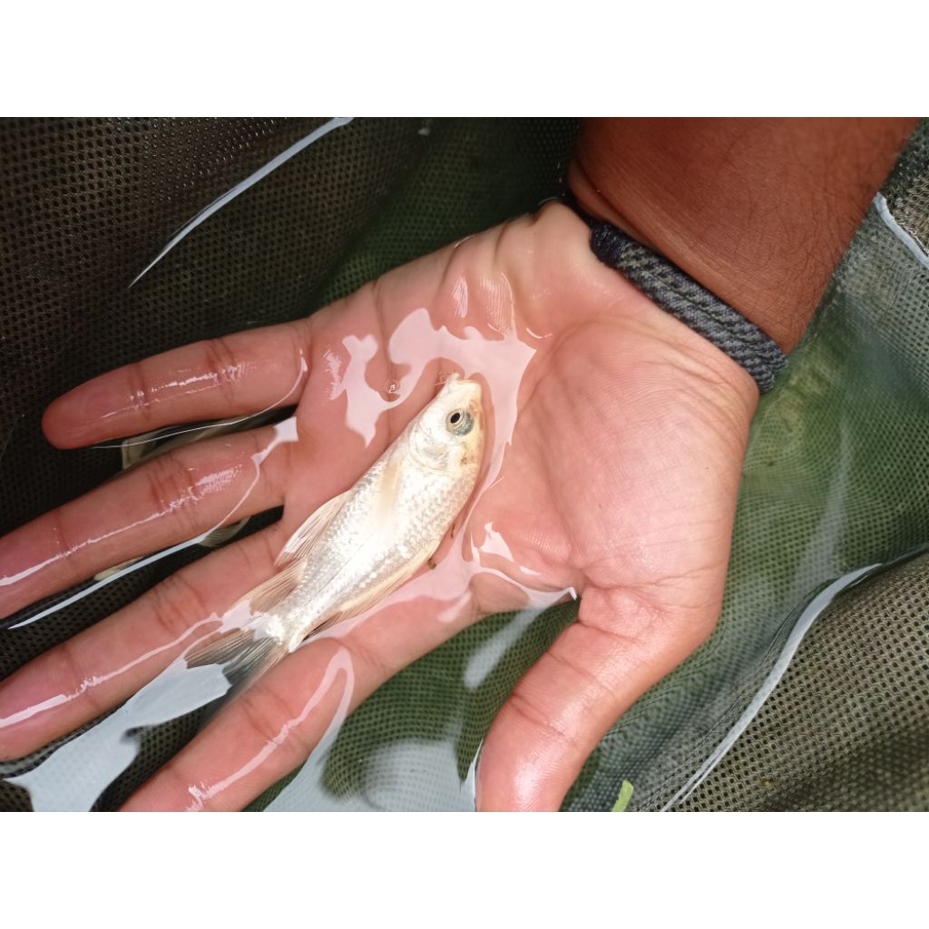 IKAN HIAS Koi platinum slayer