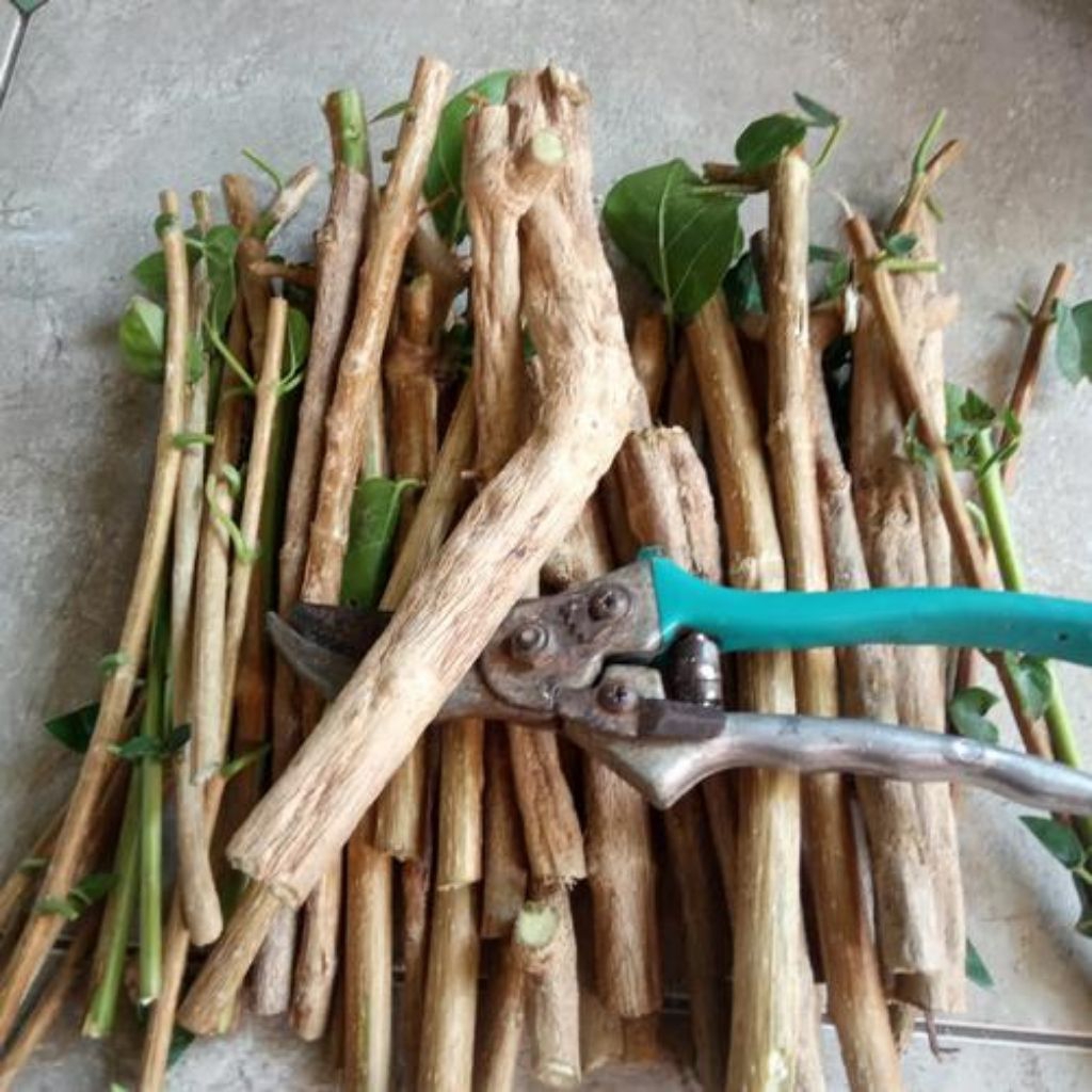 setek batang Sancang 10 batang