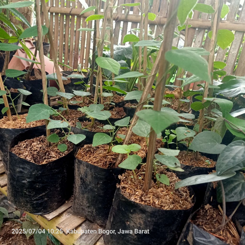 bibit cincau bulu hasil semai biji sudah berakar siap tanam