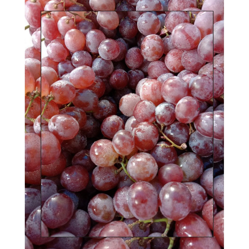 

Anggur Merah Australia Manis dan Segar