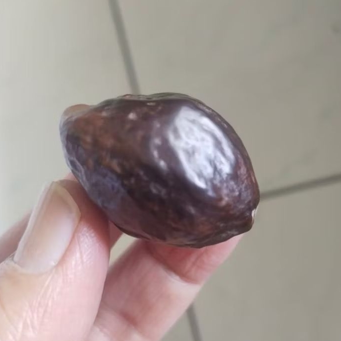 Kemiri Adu Muncang Adu LK Ori Malangbong Urgen Matang