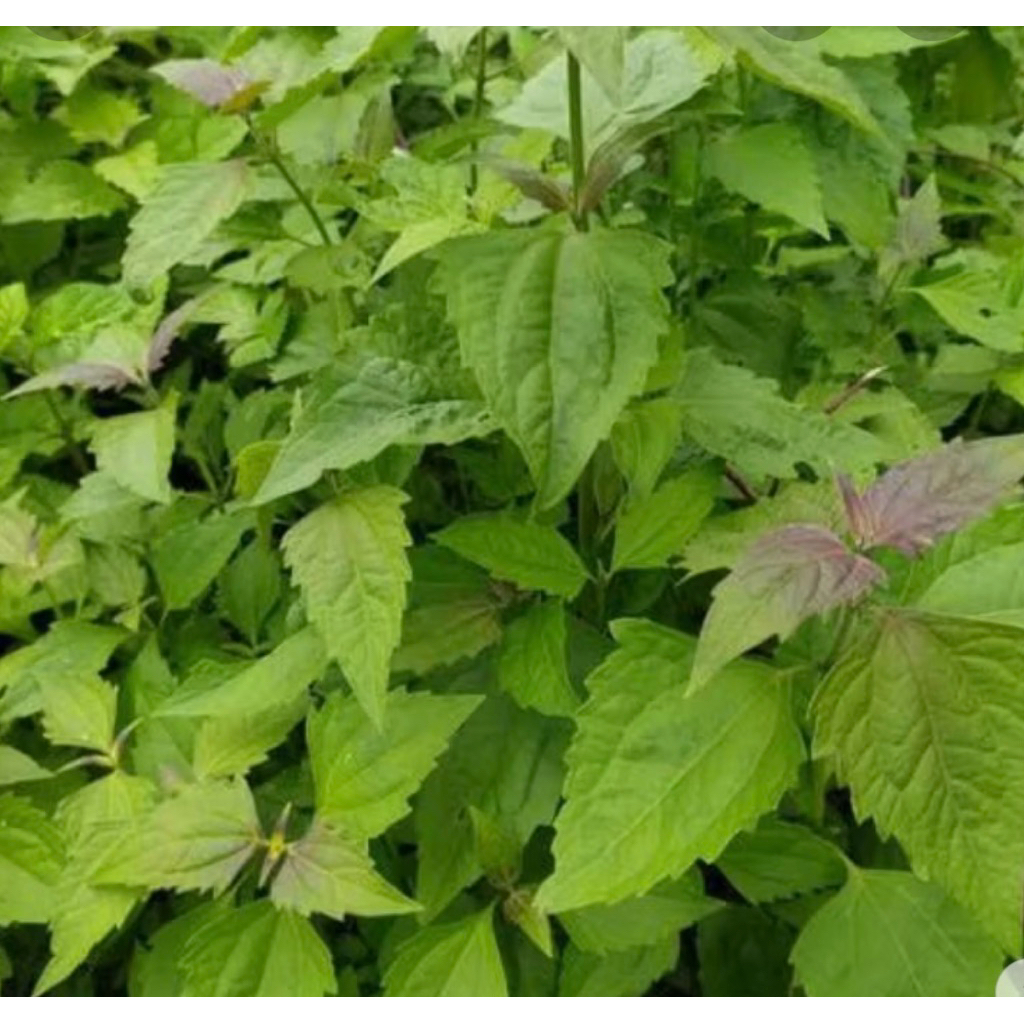 

Daun herbal kirinyuh obat herbal alami 1kg
