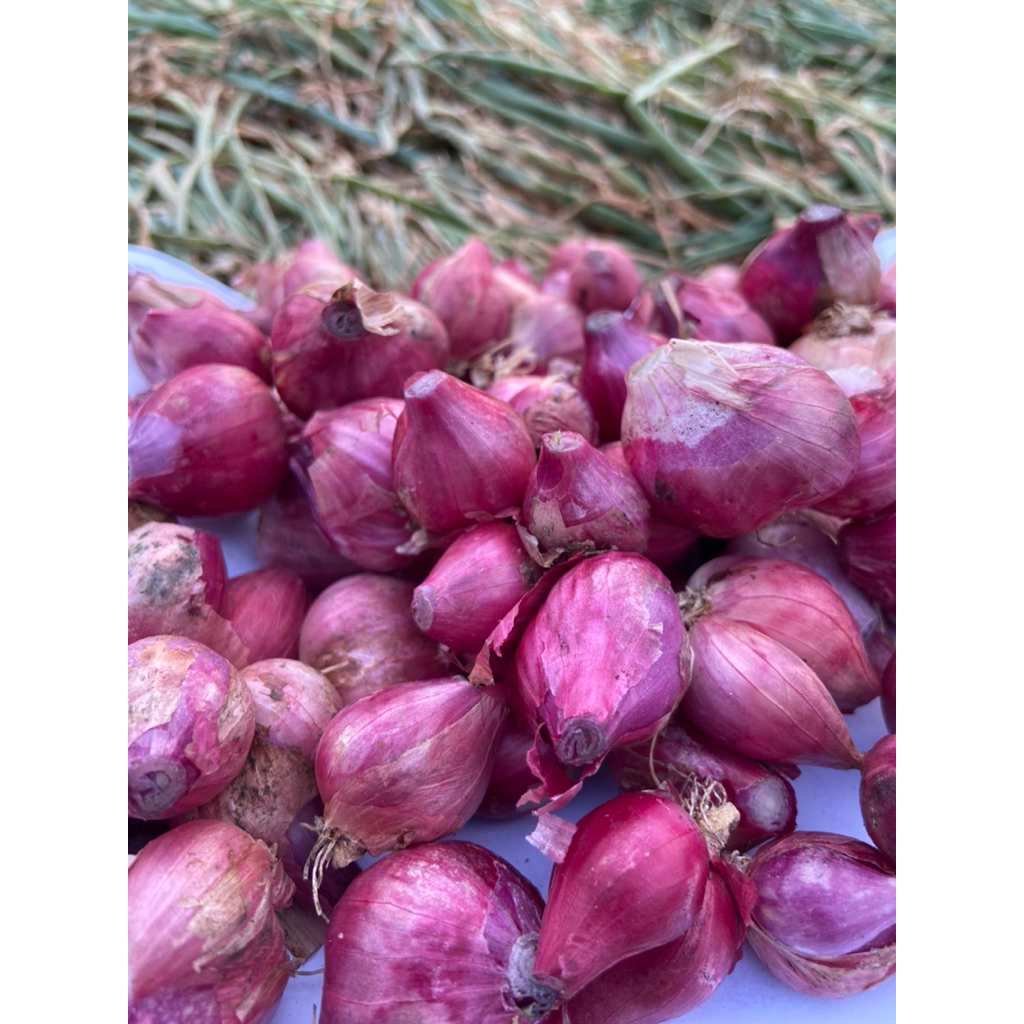 

bawang merah super || langsung dari petani || kering dan besar || harga per 1/2kg