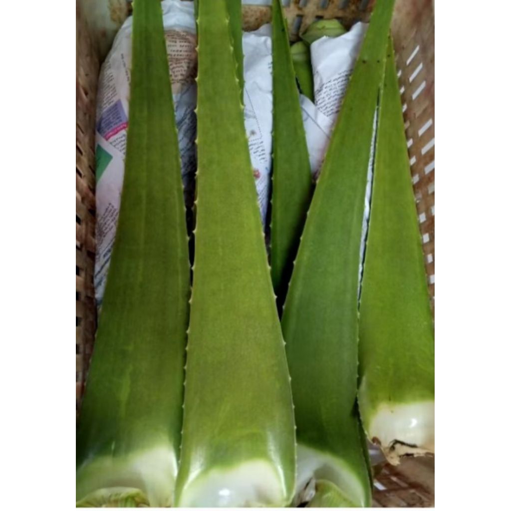 

PAKET PELEPAH LIDAH BUAYA JUMBO 1 KG ORGANIC (isi 2 atau 3)