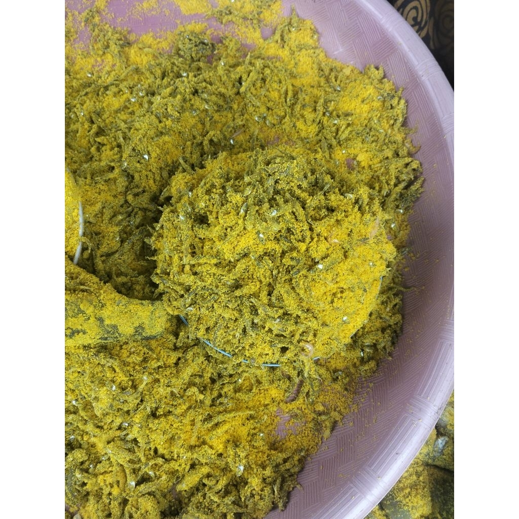 

samu anakan haruan atau klacingan