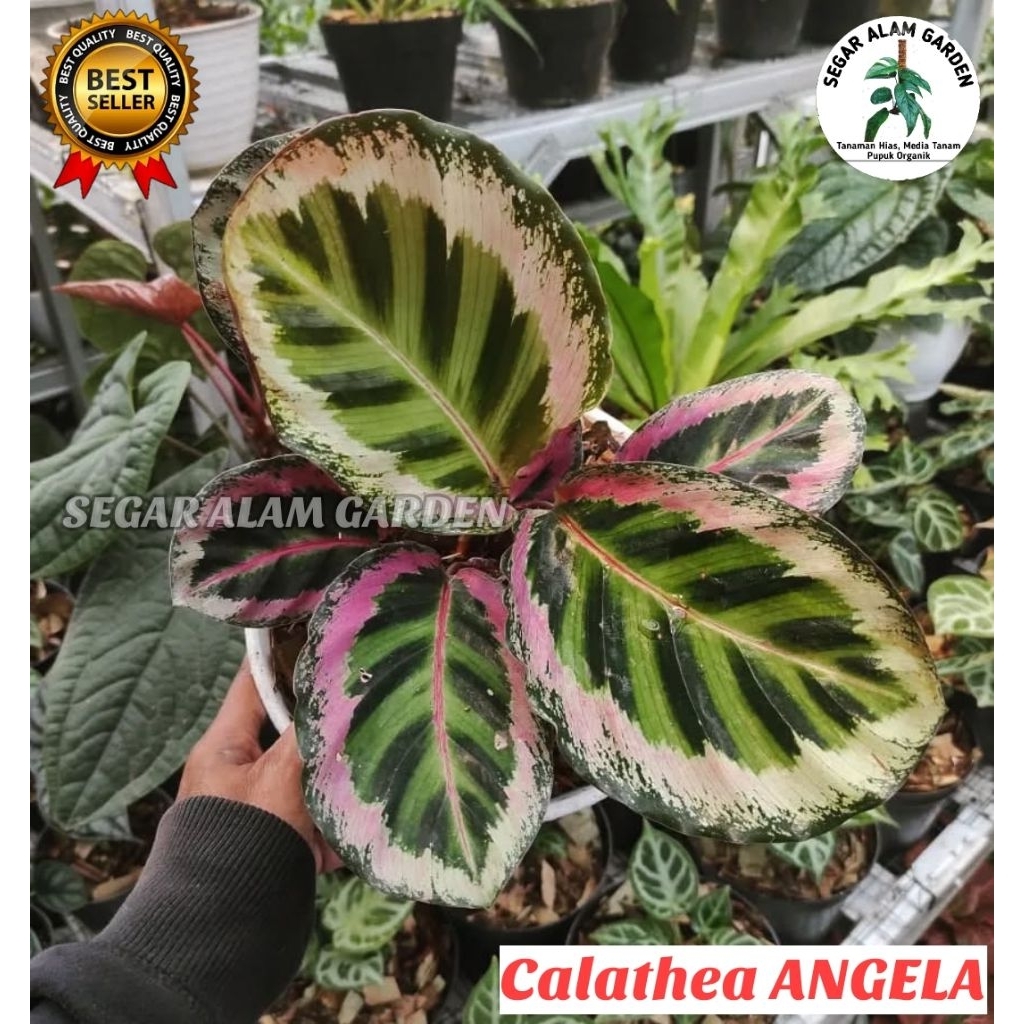 Tanaman Hias Calathea Angela - Calathea Angela