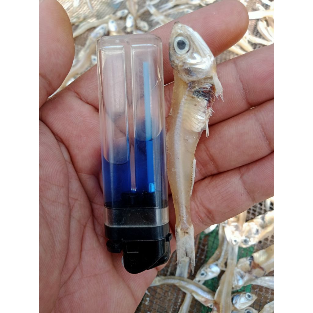 

ikan teri tawar khas Madura