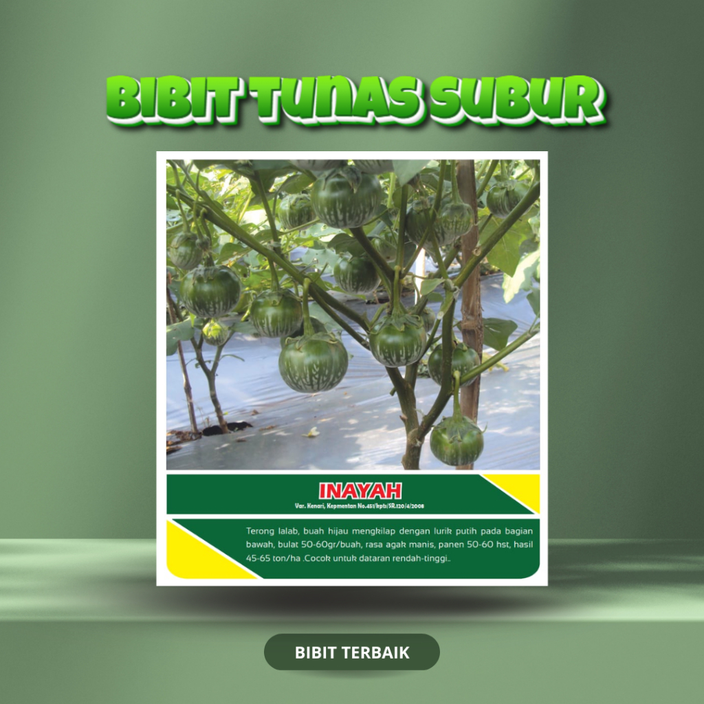 Benih Bibit Terong Lalap Inayah Tunas Subur – 10 Gram