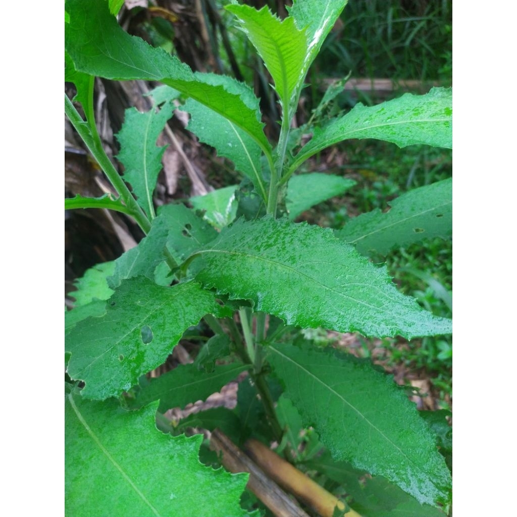 

Daun sembung herbal segar 200 gram