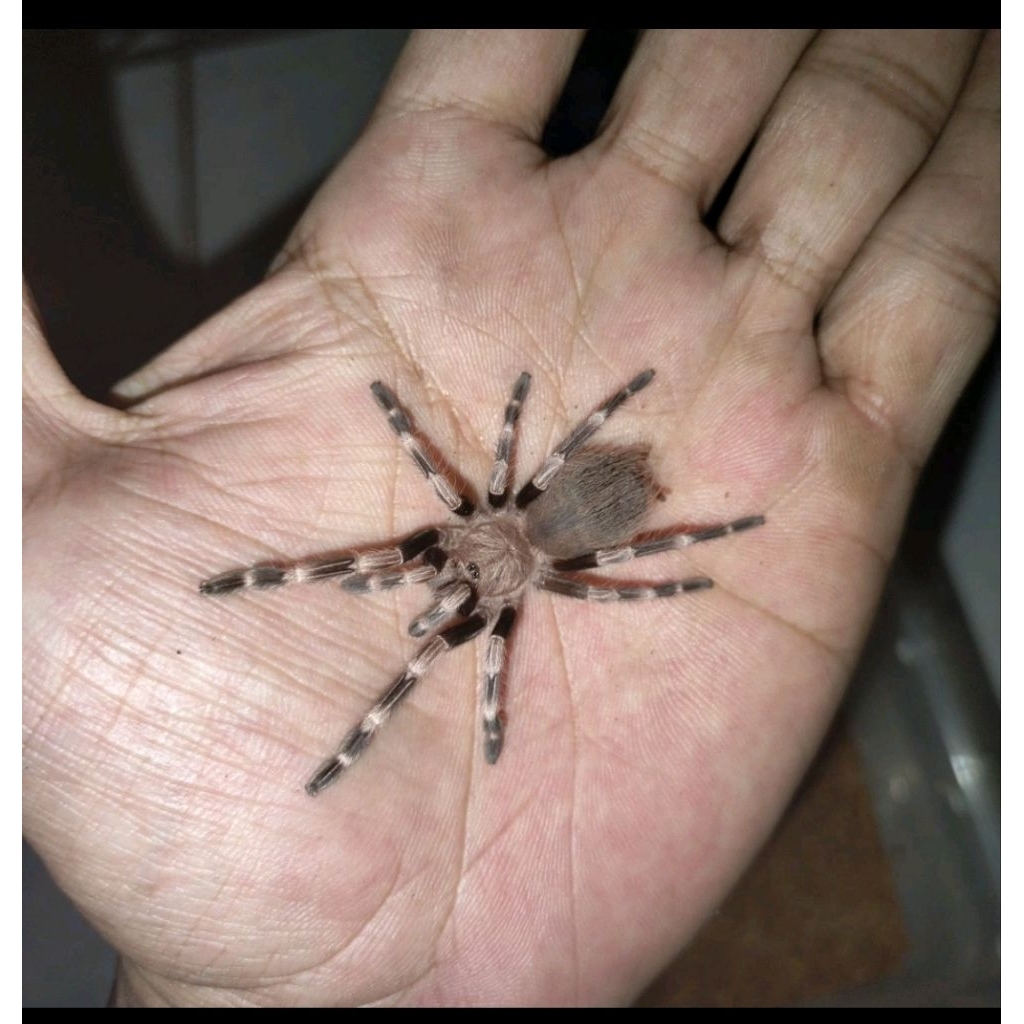 Nandhu Chromatus tarantula - pakan-