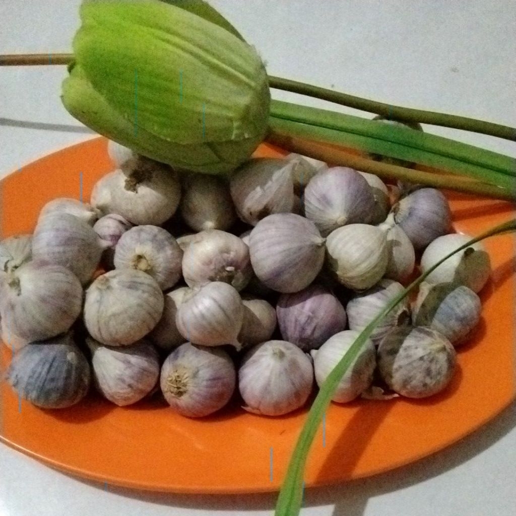 

Bawang Lanang Pilihan ukuran sedang 250g