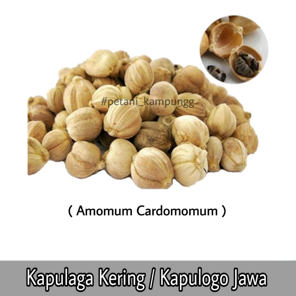 

Kapulaga Jawa Kering 50gr / Kapulogo Jawa / Bumbu Masakan / Rempah-Rempah / Bumbu Dapur
