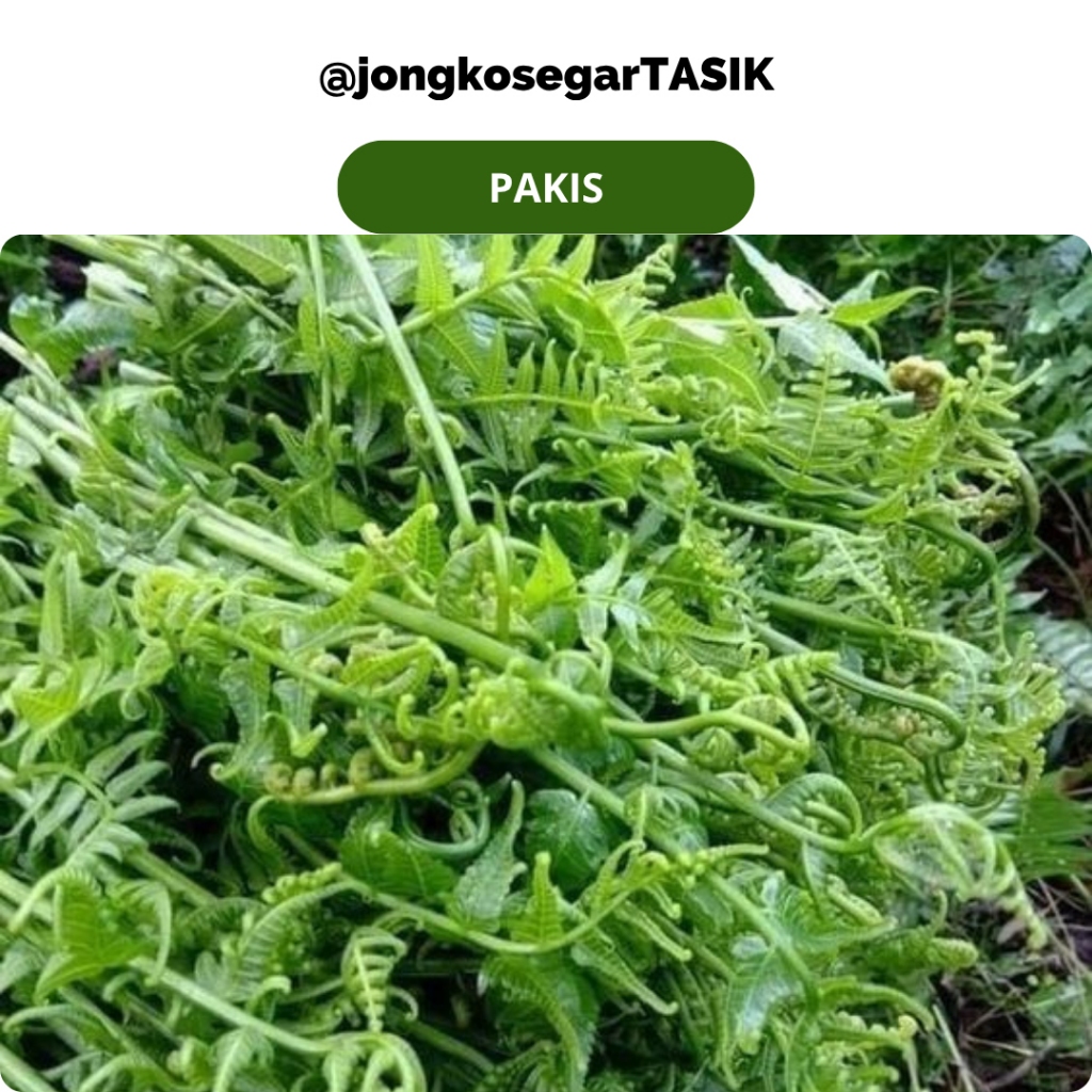 

jongkosegarTasik - Pakis Fresh Segar per ikat