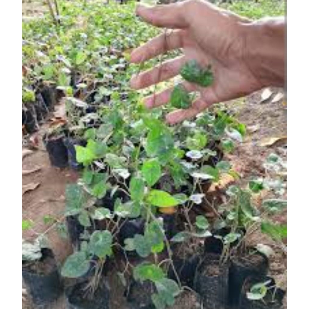 bibit cabai jawa buah super besar solor bawah