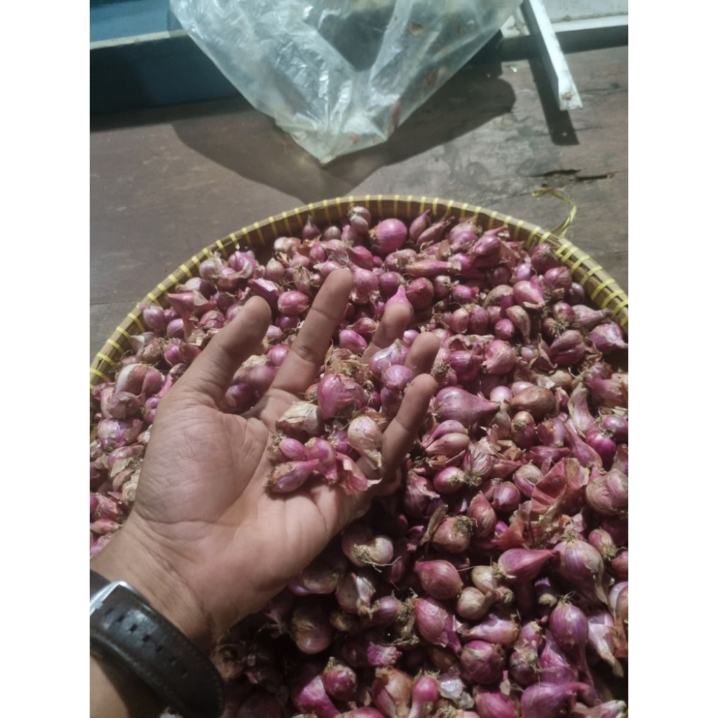 

Bawang Merah Super Fresh dan Segar| Brambang| Kemasan 250gr/500gr/1Kg