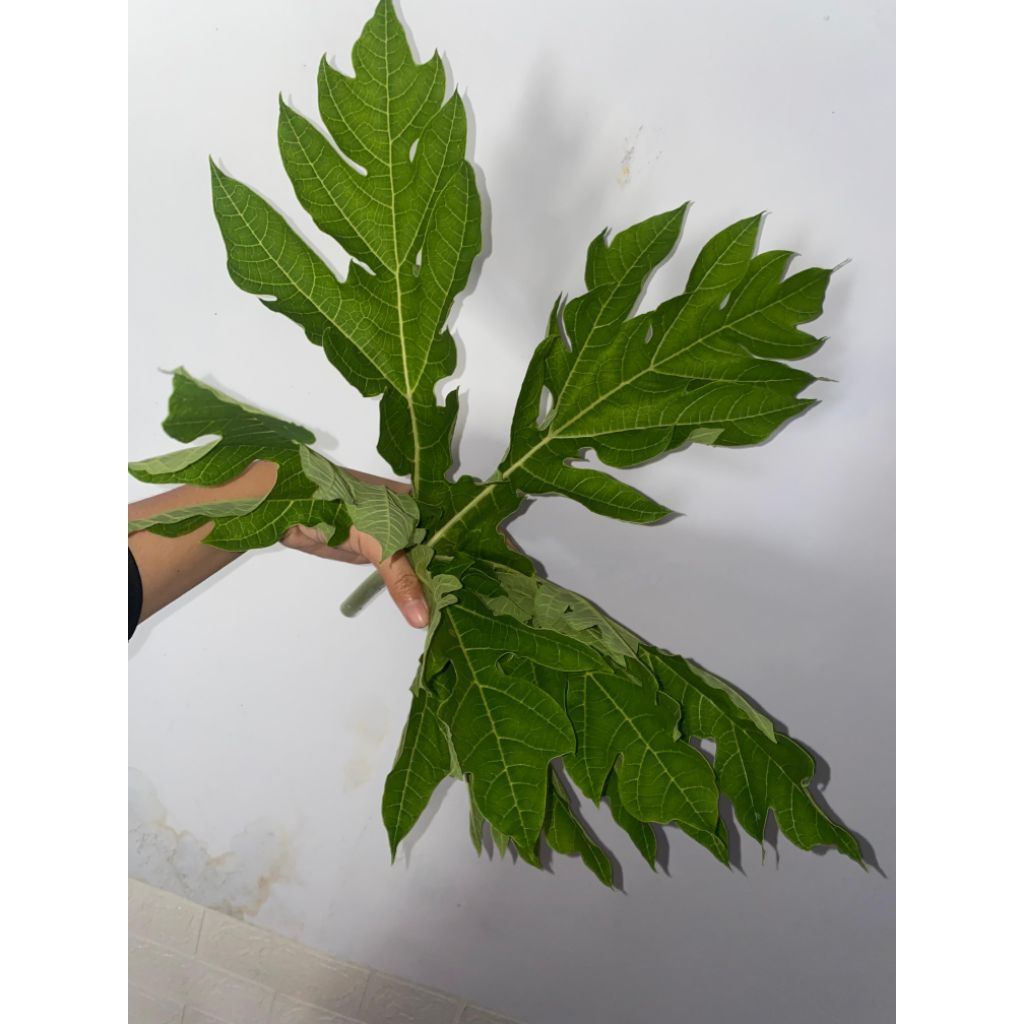 

Daun Pepaya 1000/lembar