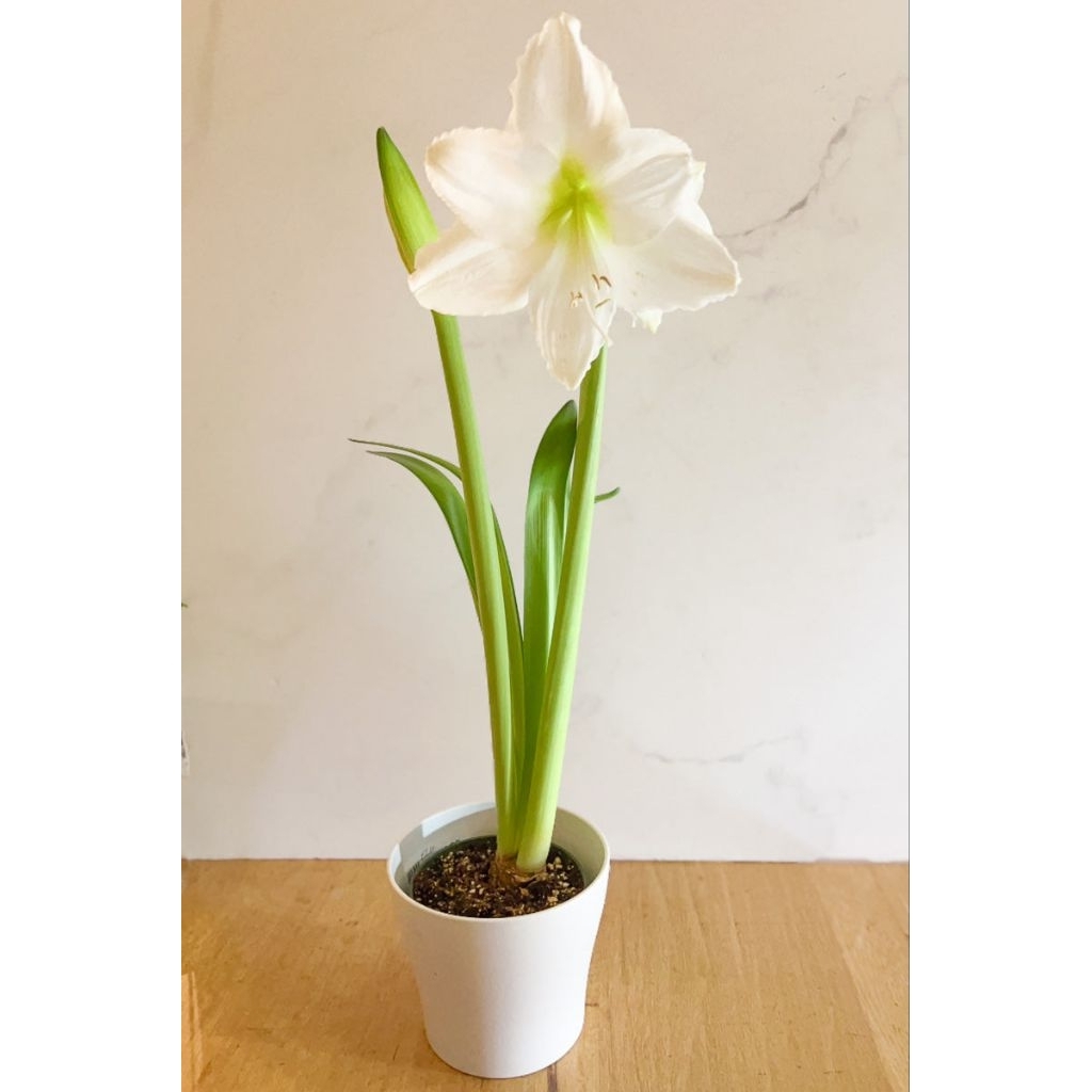 Promo COD TANAMAN HIAS BAKUNG AMARILIS BUNGA PUTIH - BUNGA BAKUNG LILY PUTIH - bunga Bakung - Bakung