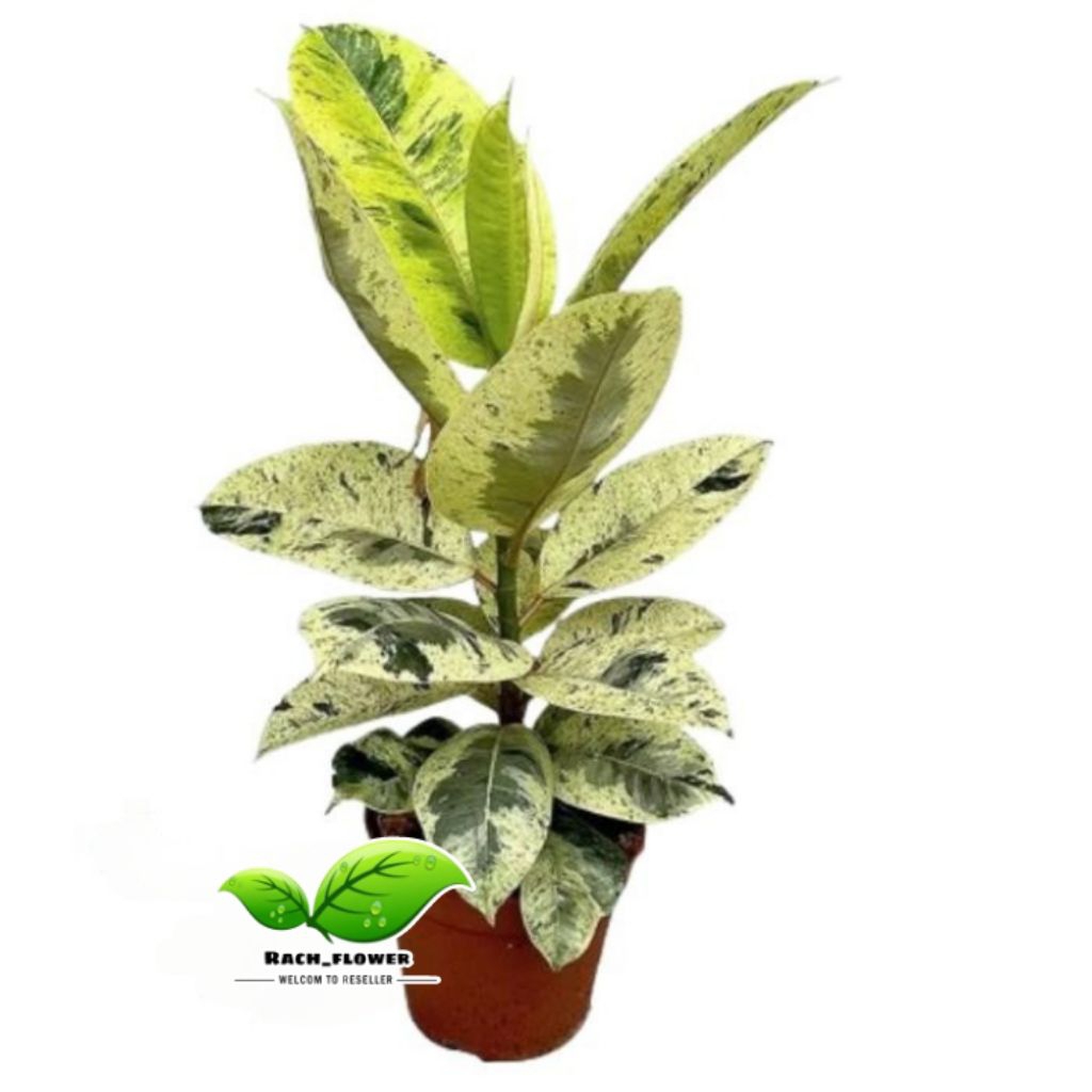 Tanaman hias ficus elastica shivereana varigata - tanaman karet kebo shivereana variegata - ficus el