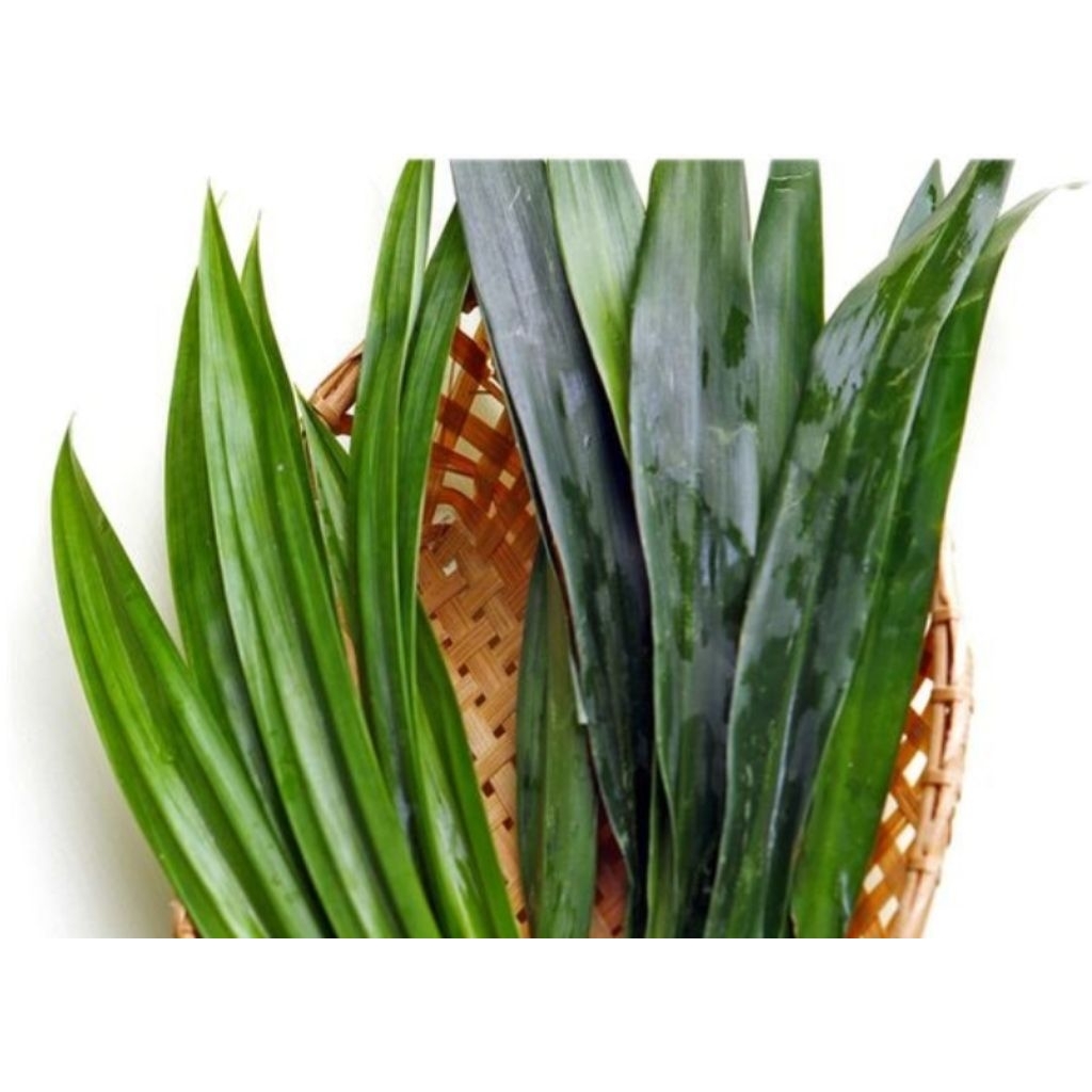 

Daun Suji Fresh Dari Kebun Sendiri