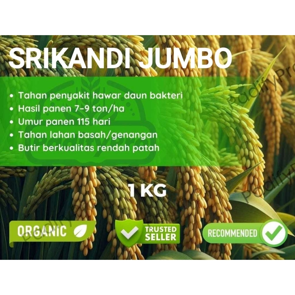 Bibit Benih PADI SRIKANDI JUMBO 1kg