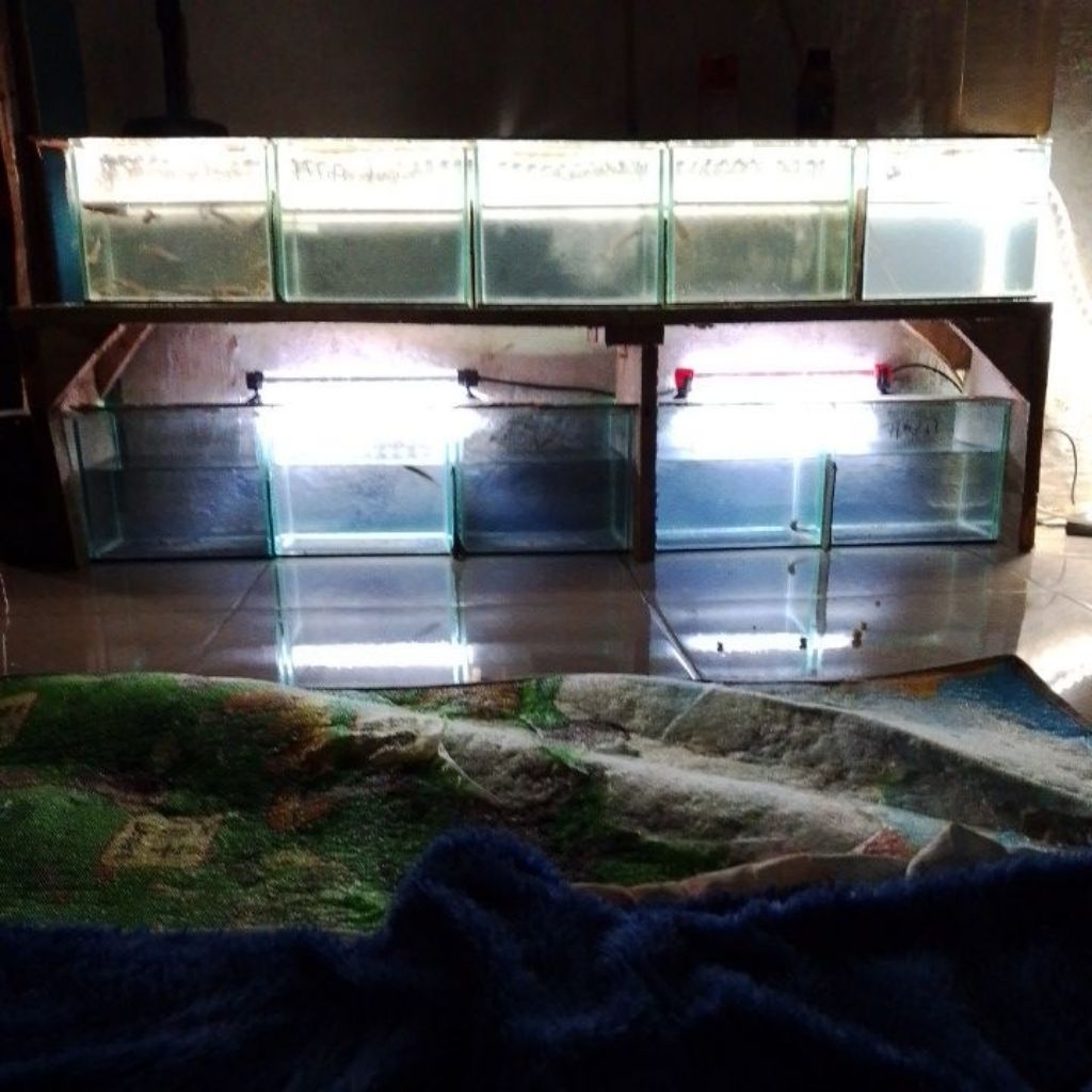 

stiker chana blupulcra singel