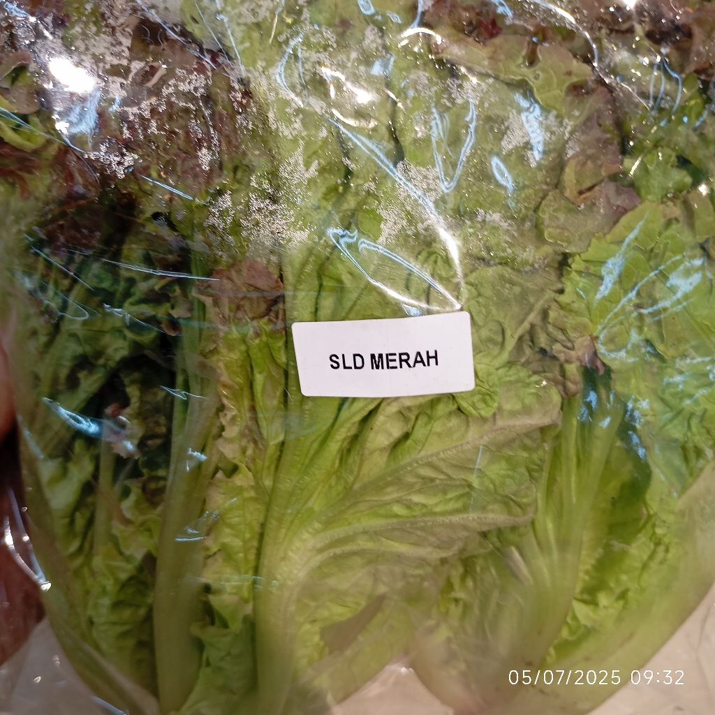 

Selada Merah Segar 200gr Lettuce Fresh