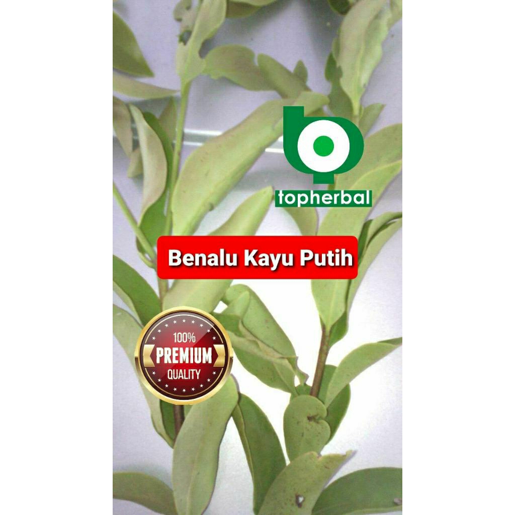 

Daun benalu kayu putih kering hijau grade A+ 1/2kg/500gram